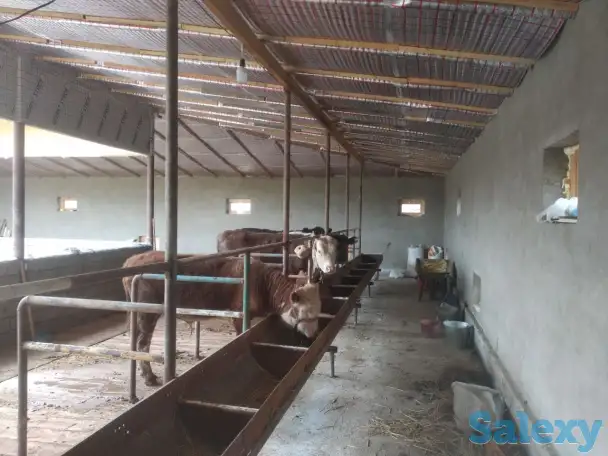 Продажа Ферма Дача, ТашОбл Юкори Чирчик Янги Бозор дахаси, фотография 7