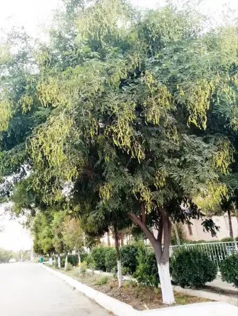 Манзарали дарахт кчатлари, фотография 6