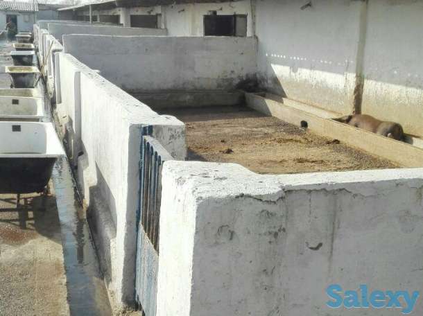 Животноводческий комплекс., г Пскент, фотография 6