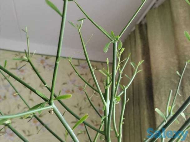 Комнатные растения на любой вкус!, фотография 2