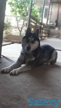 Сибирский хаски родословная здоровая девочка 2 года паспорт прививка, фотография 3