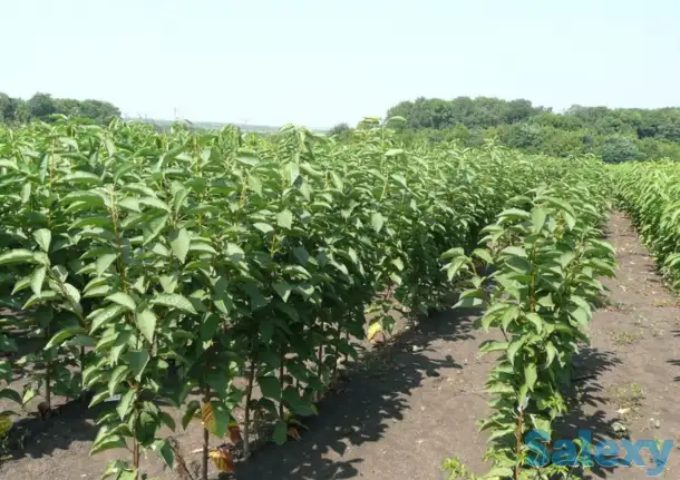 ГИЛОС ПАЙВАНДТАГИ КАР-6 P (ярим пакана), фотография 1