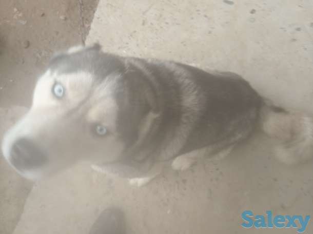 Сибирский хаски очень хорошие добрые и воспитанные очень красивые отдадим в хорошие руки, фотография 4