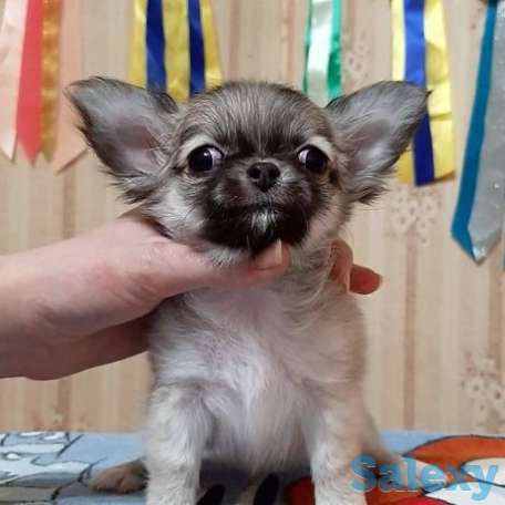 Девочка чихуахуа, фотография 1