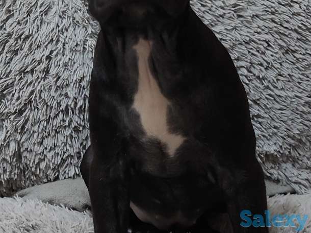 Продаются чистокровные щенки Американского Питбультерьера, фотография 2