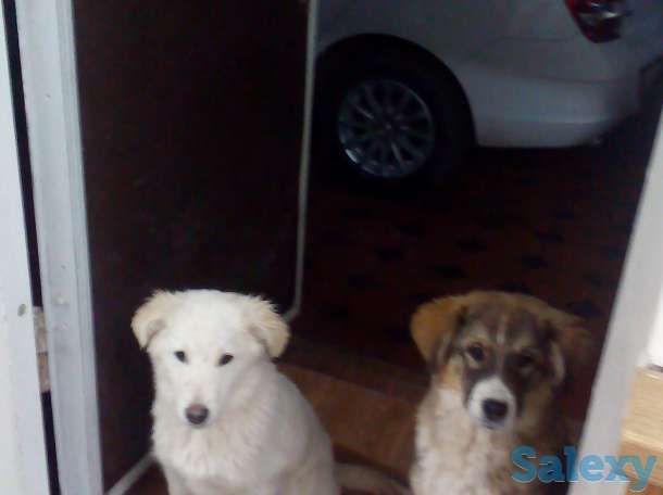 ищу добрые руки для собак, фотография 2