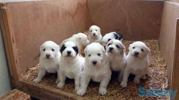 АЛАБАЙ щенки 2 месяца, фотография 1