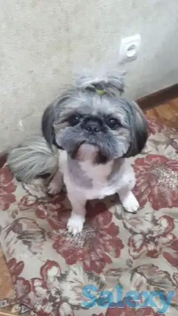 Собака по породе ши-тцу ищет себе подружку для вязки полтора года не развязан, фотография 3