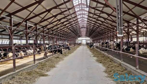 Продажа КРС оптом живым весом по РФ и СНГ, фотография 3