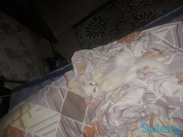 Продается котенок, фотография 1