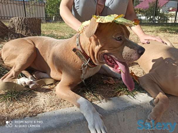 Стаффорд бесплатно, фотография 3