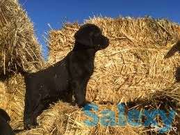 Сено, солома, фотография 1