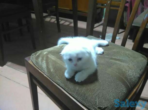 Продам котят возраст 1 месяц, фотография 2