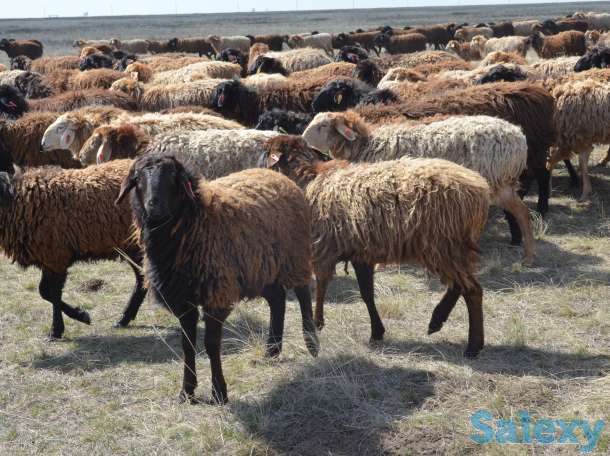 бараны курдючные, молодняк на откорм, фотография 4