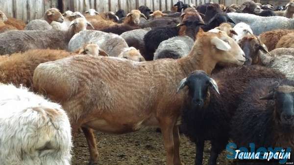бараны курдючные, молодняк на откорм, фотография 5