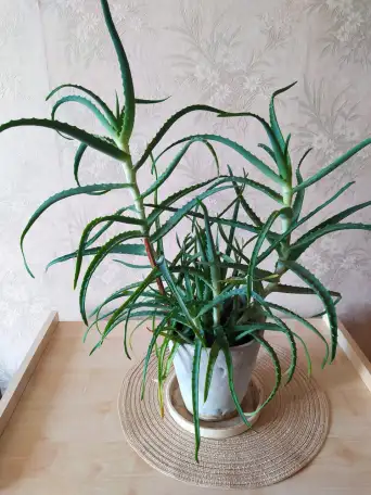 Продается алоэ вера, фотография 1