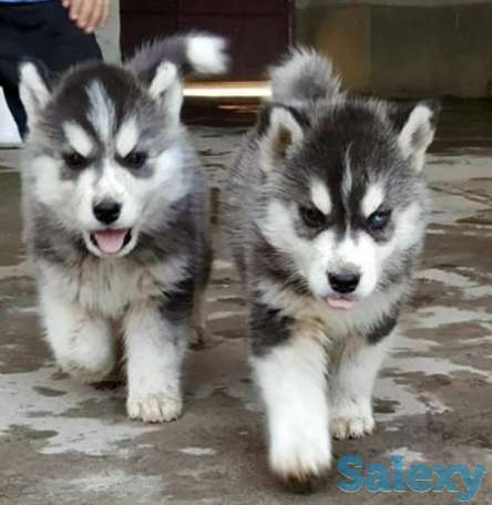 Sibirskiy Xaski Сибирский Хаски, фотография 1