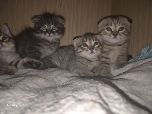 Котята, фотография 5