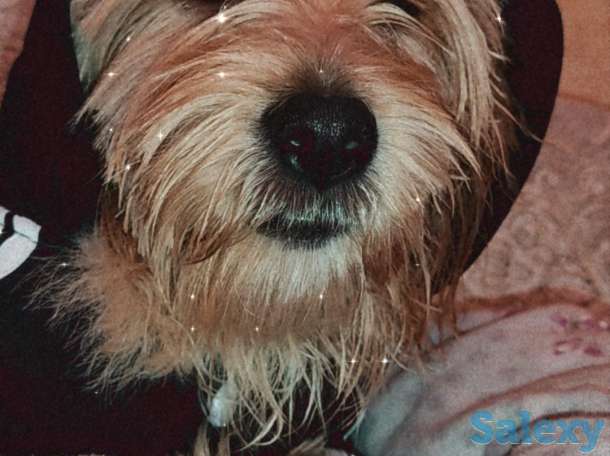 Малышу Тедди нужна подружка ♥️, фотография 1