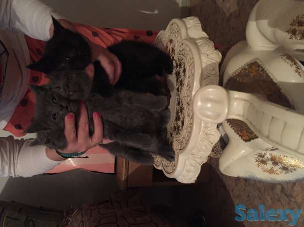 Отдам в хорошие добрые руки котят, фотография 1