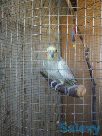 Продаётся попугай породы Корелла., фотография 2