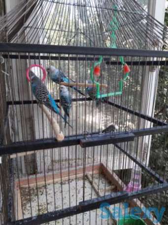 Волнистые попугаи, фотография 1