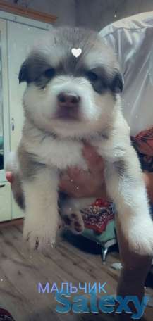 Продаются щенки Аляскинского маламута, фотография 3