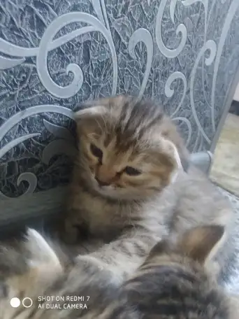 Котята, фотография 3