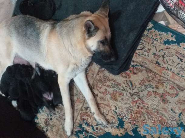 Продаются щенки ВЕО, фотография 3