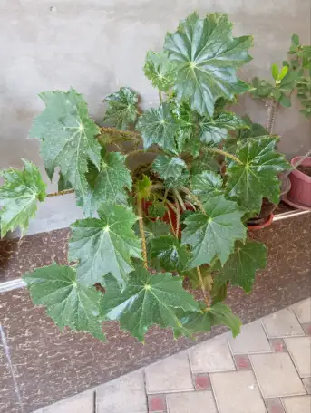 Срочно продам комнатные растения, фотография 1