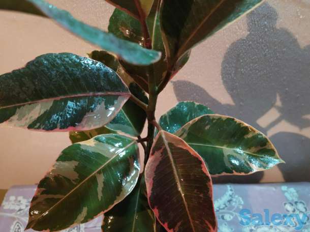 Продам комнатные растения, фотография 5