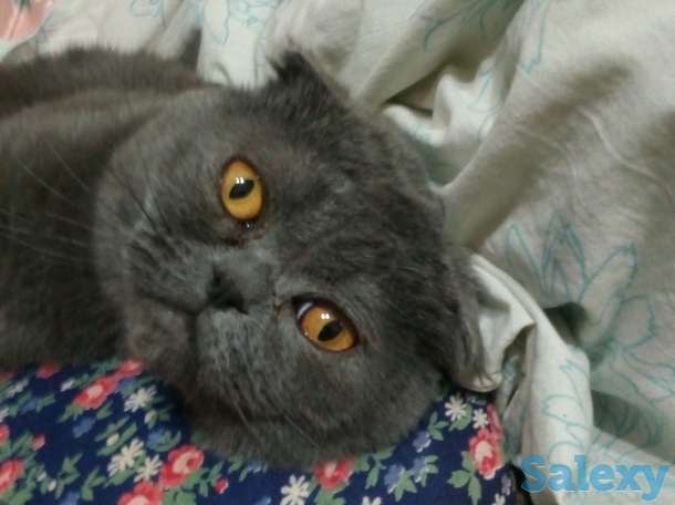 продам вислоухого кота, фотография 2