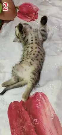 Отдам в хорошие руки, фотография 2