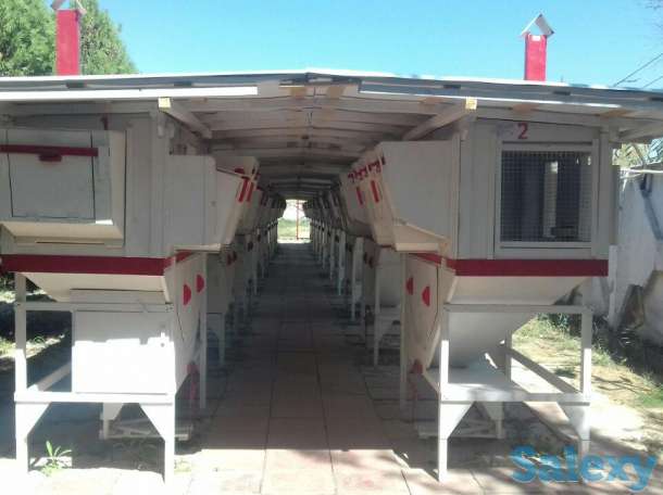 Кролиководство, фотография 1