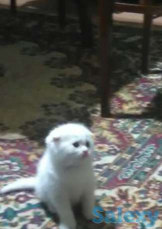 Продам котенка, фотография 2