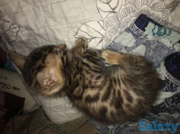 Чистокровные бенгальские котята, фотография 2