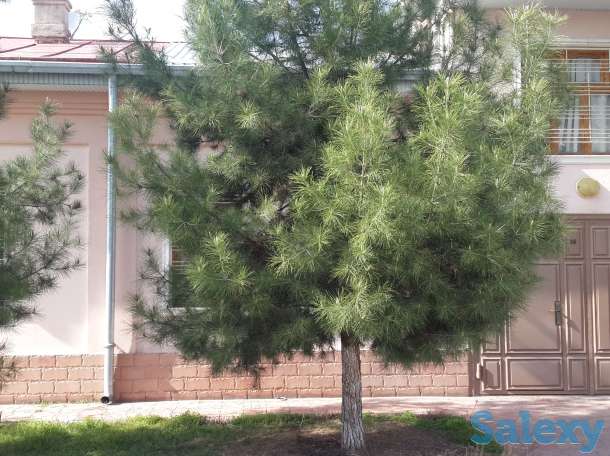 продается, Яккасарайский район, фотография 8