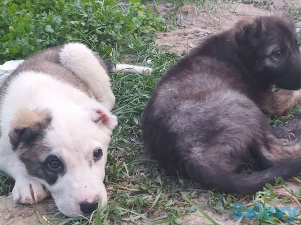 Кавказцы, фотография 5