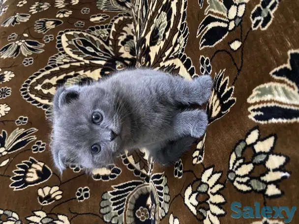 Продаётся Скоттиш-фолд котёнок, фотография 6