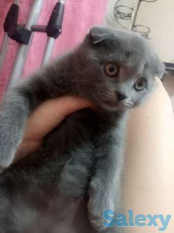 Котёнок, фотография 1