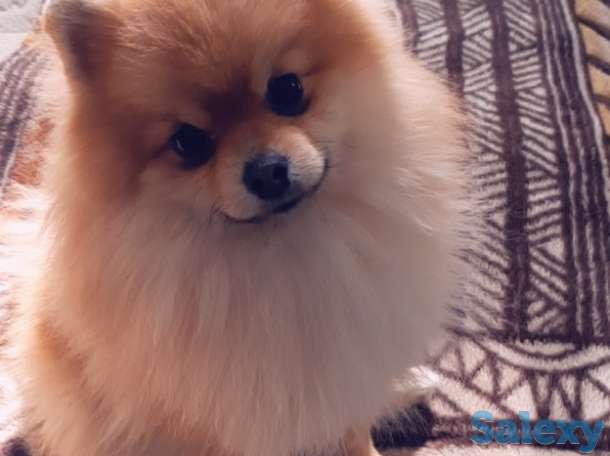 Приглашаем  дам  на  сведени,  порода Померанский Шпиц, в хороший производитель, фотография 3