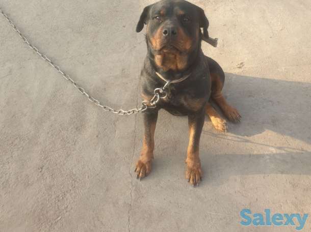 Ротфейлер, фотография 3