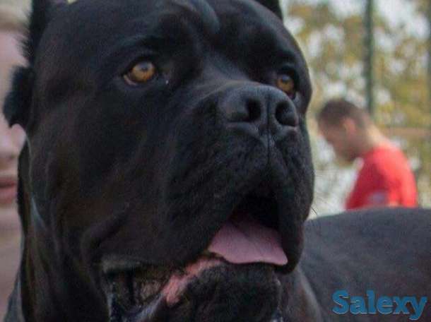 Кане Корсо, фотография 1