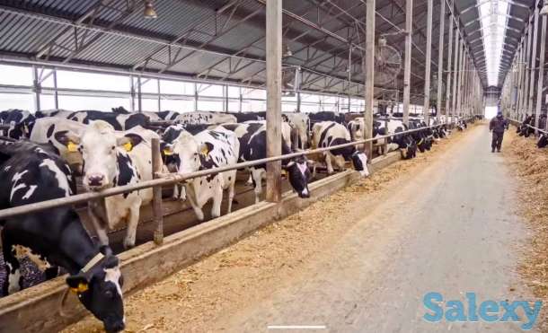 Продажа КРС оптом живым весом по РФ и СНГ, фотография 4