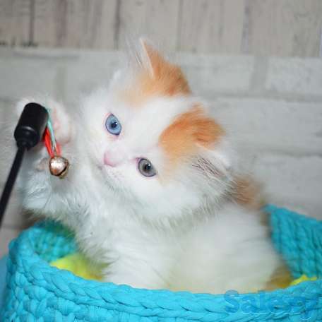 Шотландские котята мальчики, фотография 1