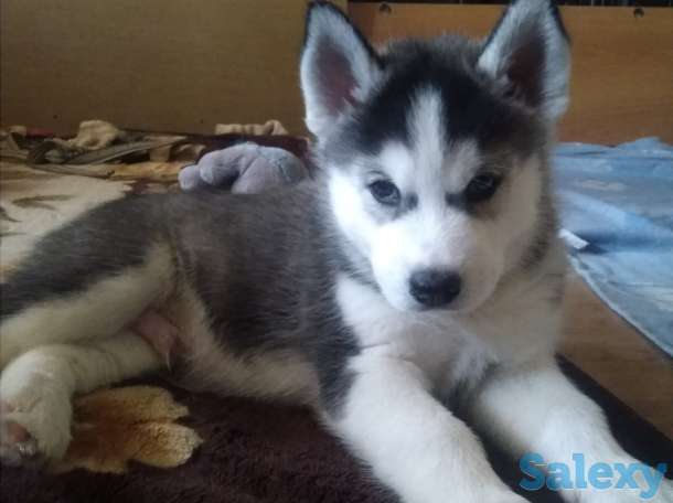 Щенки Сибирской Хаски, фотография 1