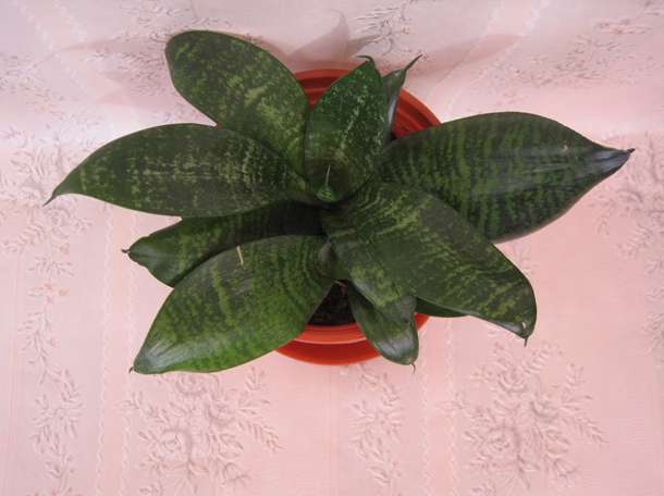 Продаю комнатный цветок Сансевиерия сорт Хахнии, фотография 2