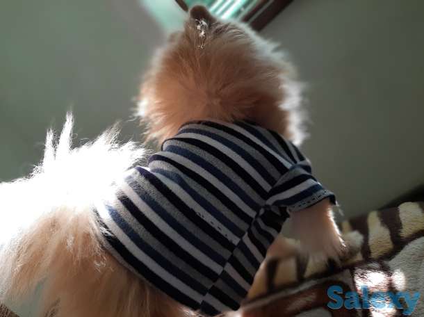 Приглашаем  дам  на  сведени,  порода Померанский Шпиц, в хороший производитель, фотография 2