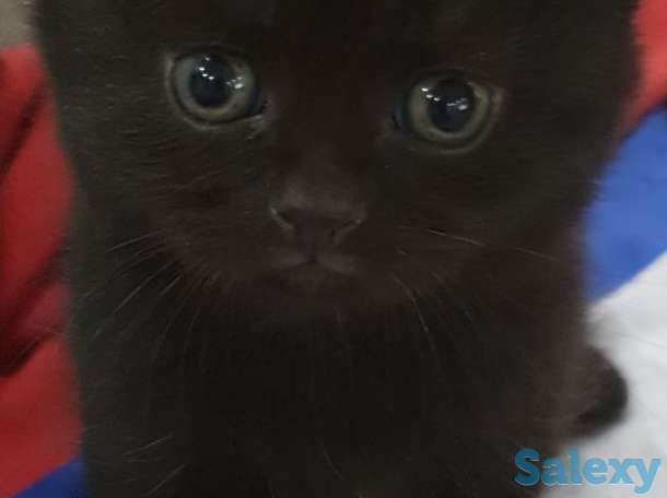 Продаются котята, фотография 1