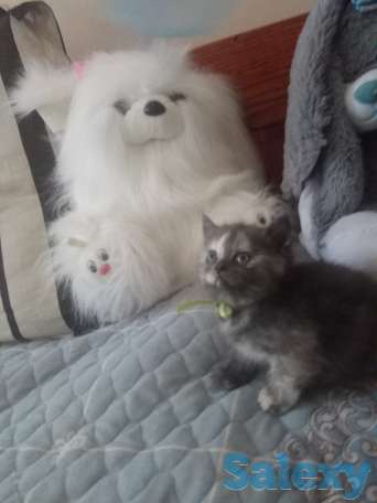 Породистые шотландские котята, фотография 6